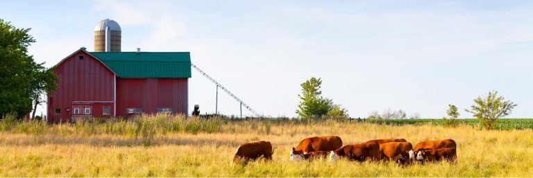 Sam Terrell 5 A group of brown cows graze in a grassy field in front of a red barn with a green roof and a silo under a clear sky.