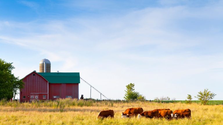Sam Terrell 4 Red barn with a green roof and silo sits beside a field where several brown cows graze under a blue sky with scattered clouds.