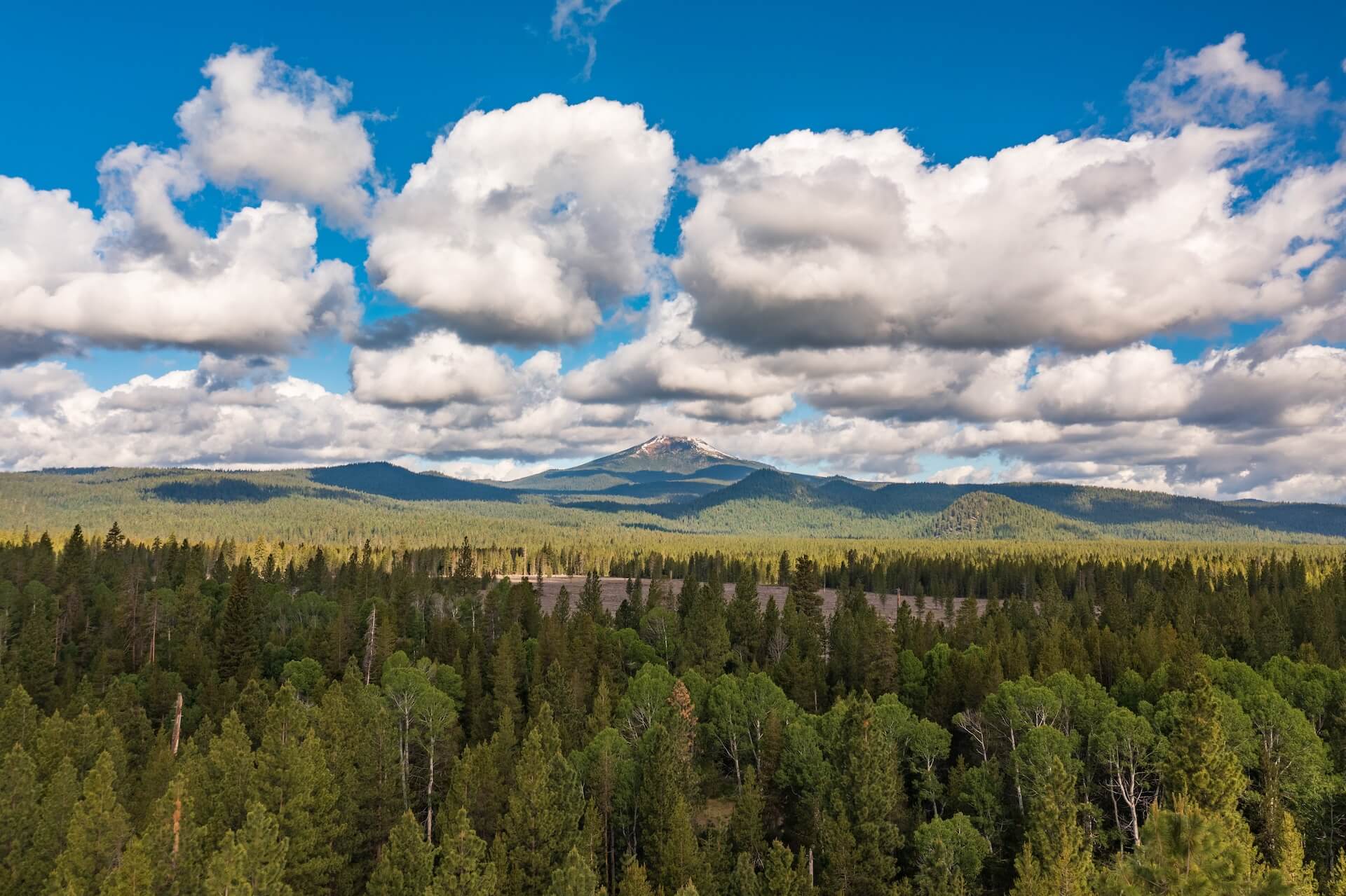 photo of the pacific northwest, forest in the foreground, mountains in the distance